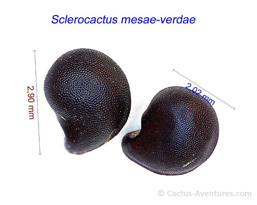 Sclerocactus mesae-verdae ex Coloradoa